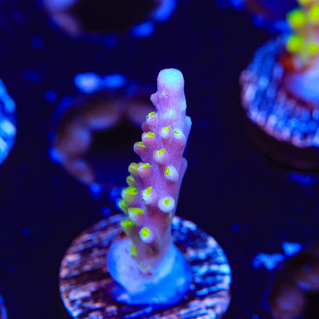 RR Rainbow Loom Acropora Coral