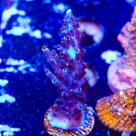 TSA Exquisita Acropora Coral