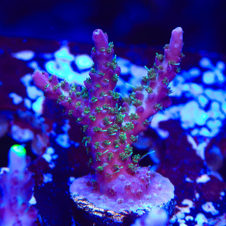 TSA The Fuzz Acropora Coral