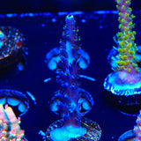 TSA Exquisita Stag Acropora Coral - Top Shelf Aquatics
