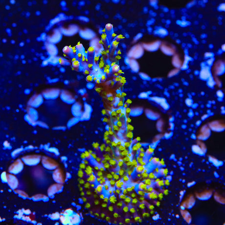 PC Rainbow Acropora Colony Coral