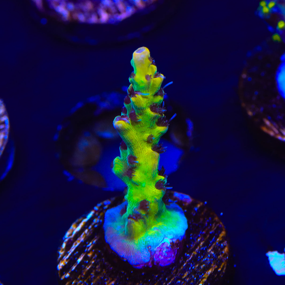 Tyree Pink Lemonade Acropora Coral