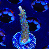 CC Voodoo Majick Acropora Coral