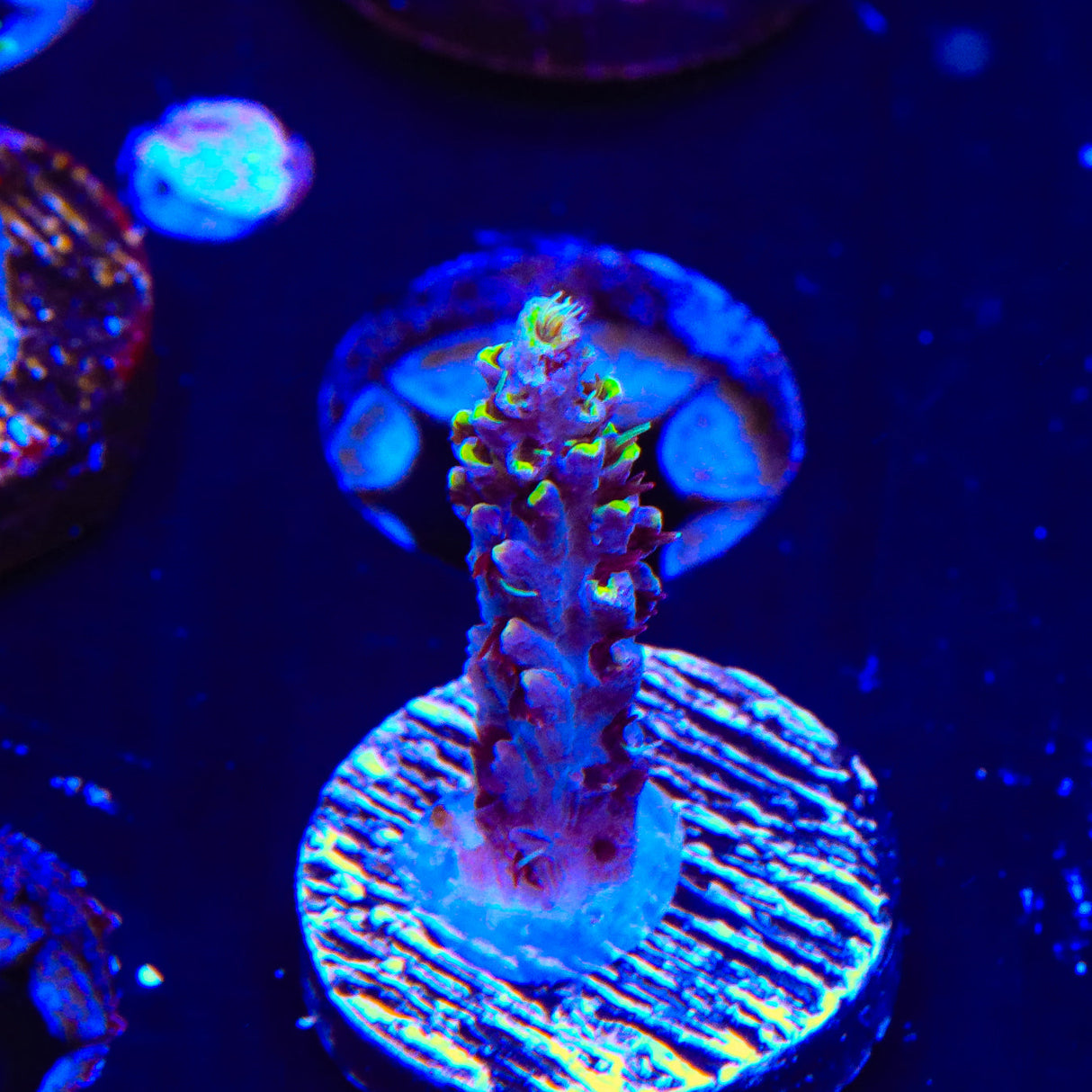Garf Bonsai Acropora Coral - Top Shelf Aquatics