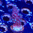 TSA Bali Blue Slimer Acropora Coral