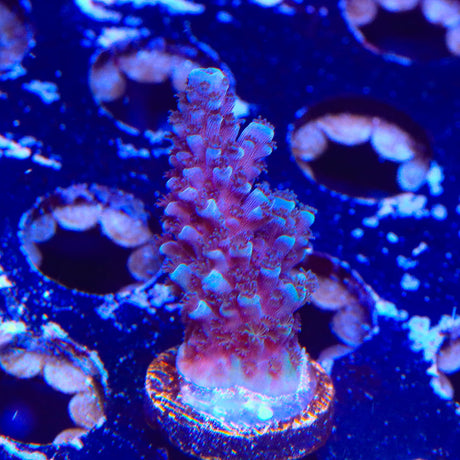 TSA Bali Blue Slimer Acropora Coral