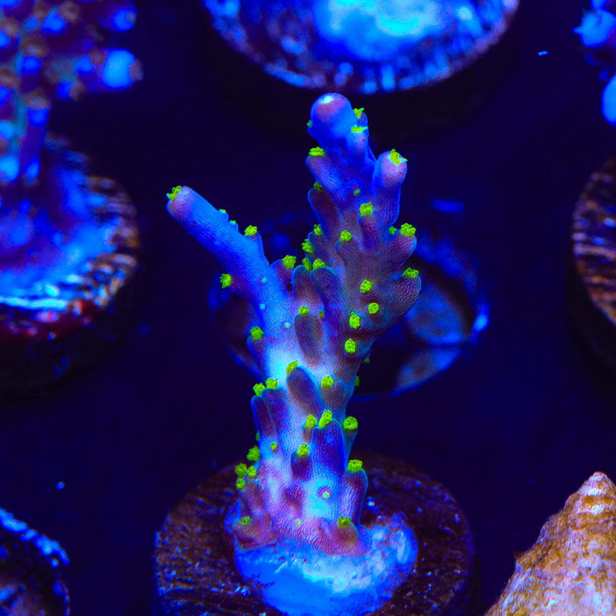 Garf Bonsai Acropora Coral – Top Shelf Aquatics