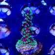 TSA Candlelight Acropora Coral