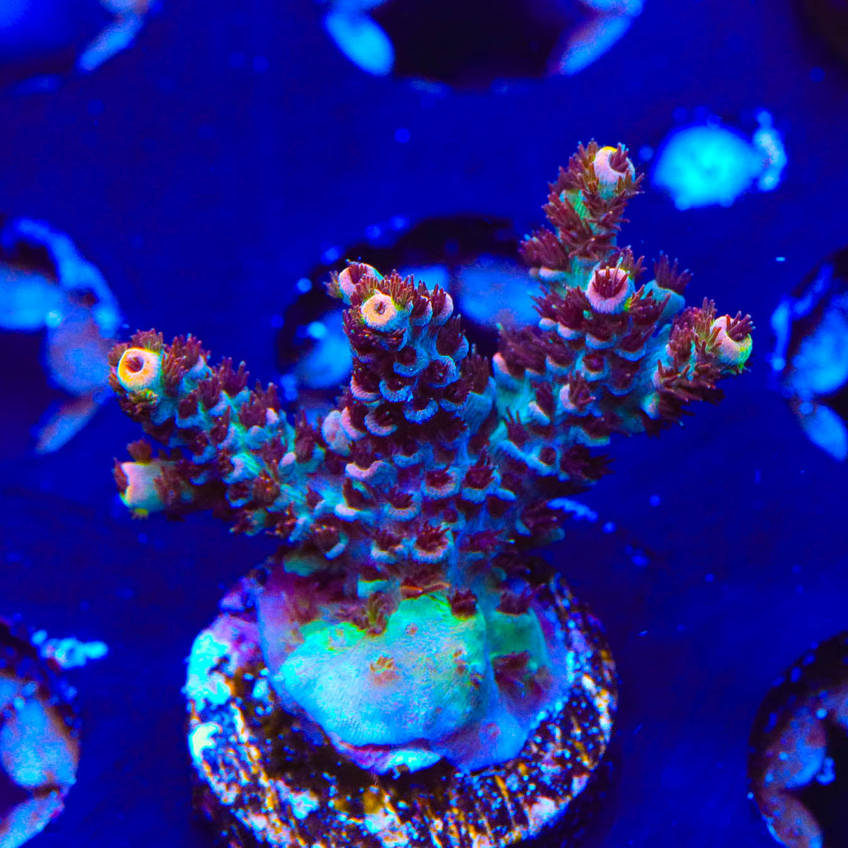 TSA Daydream Acropora Coral