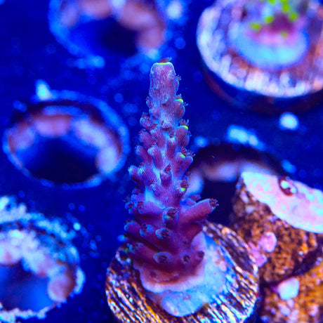 TSA Exquisita Acropora Coral