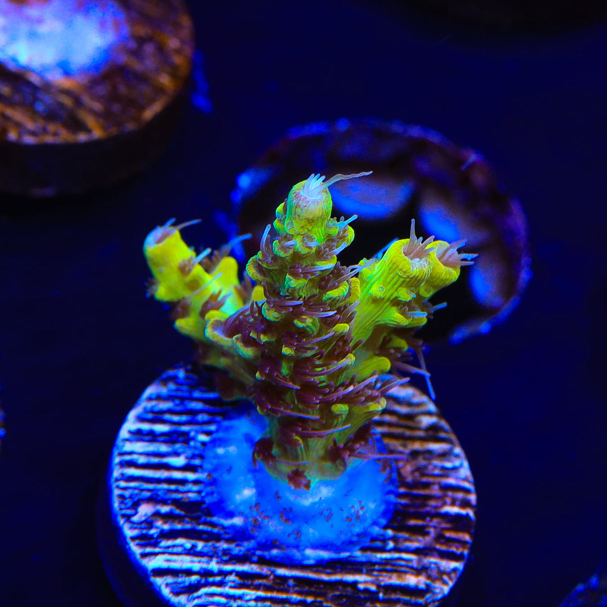 Tyree Pink Lemonade Acropora Coral - Top Shelf Aquatics