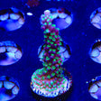 TSA Candlelight Acropora Coral