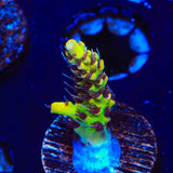 Tyree Pink Lemonade Acropora Coral