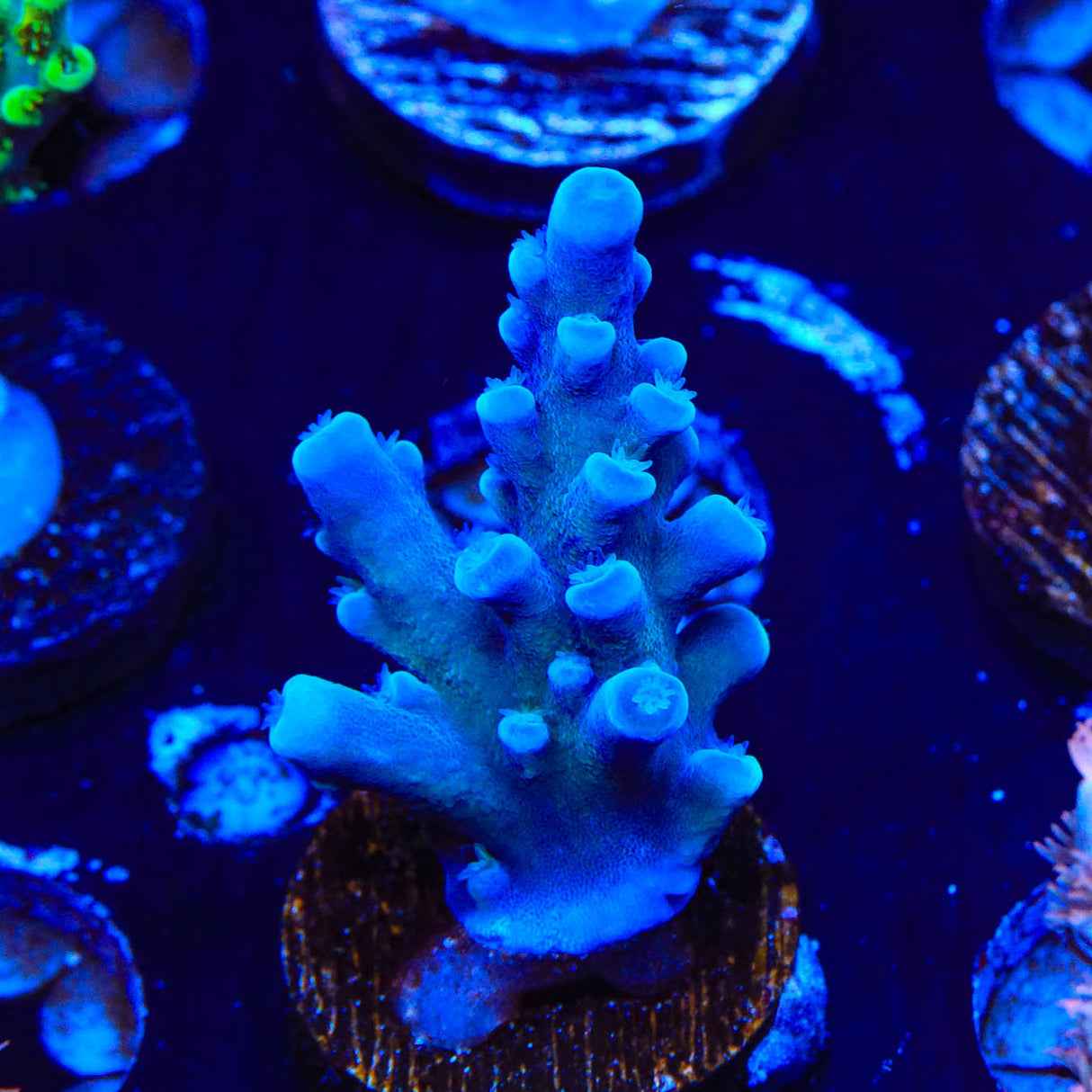 Oregon Blue Tort Acropora Coral - Top Shelf Aquatics