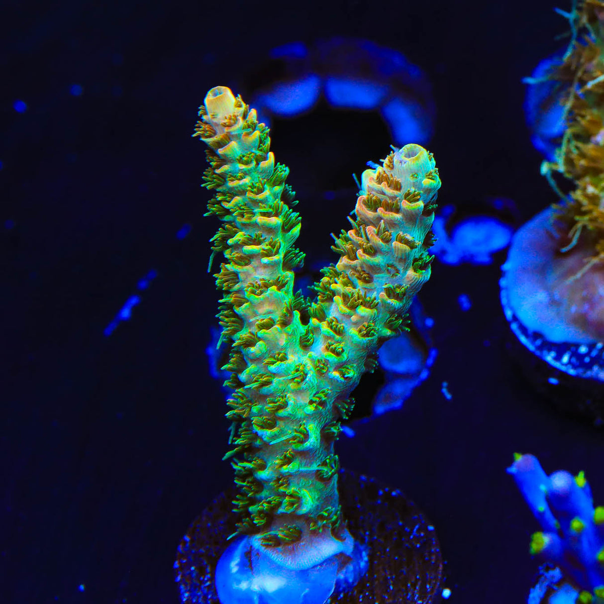TSA Bill Murray Acropora Coral - Top Shelf Aquatics