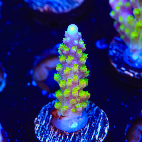 RR Rainbow Loom Acropora Coral