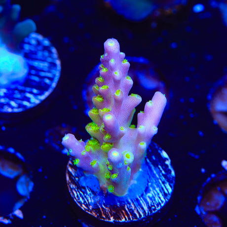 RR Rainbow Loom Acropora Coral