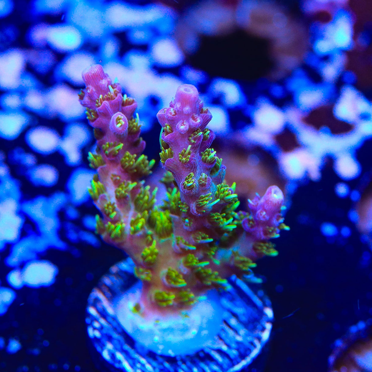 TSA Grape Ape Acropora Coral