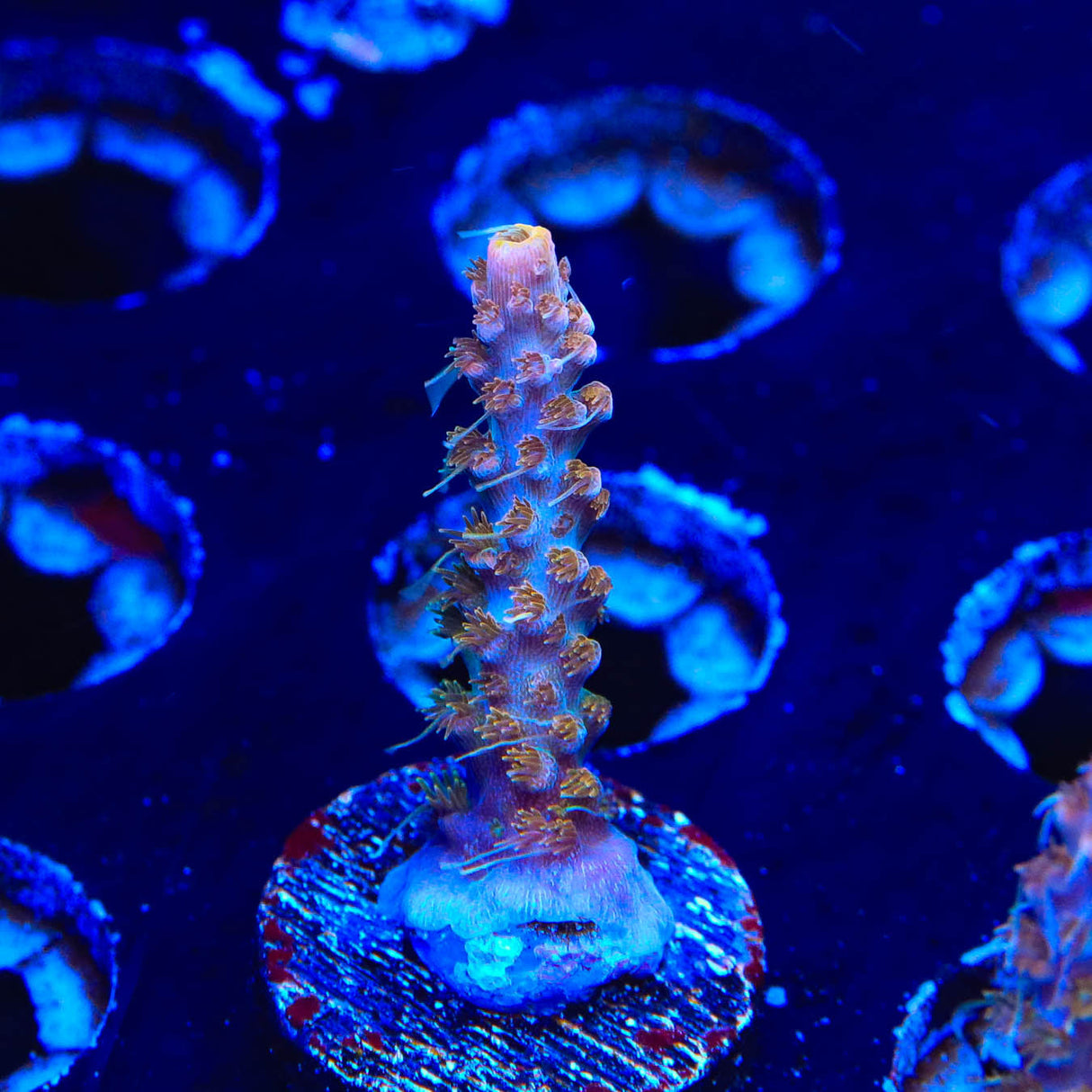 CC Voodoo Majick Acropora Coral - Top Shelf Aquatics