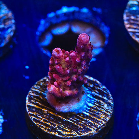 PC Rainbow Acropora Coral