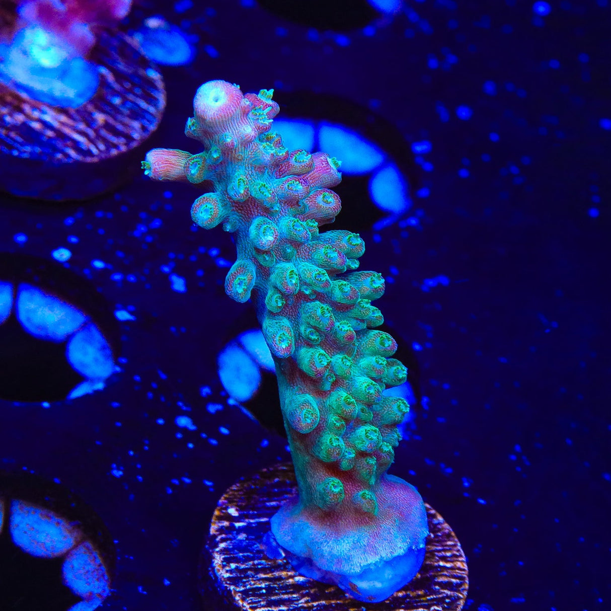 JF Shocktart Acropora Coral