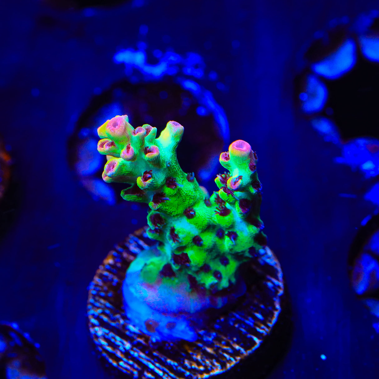 TSA Flame Tip Acropora Coral