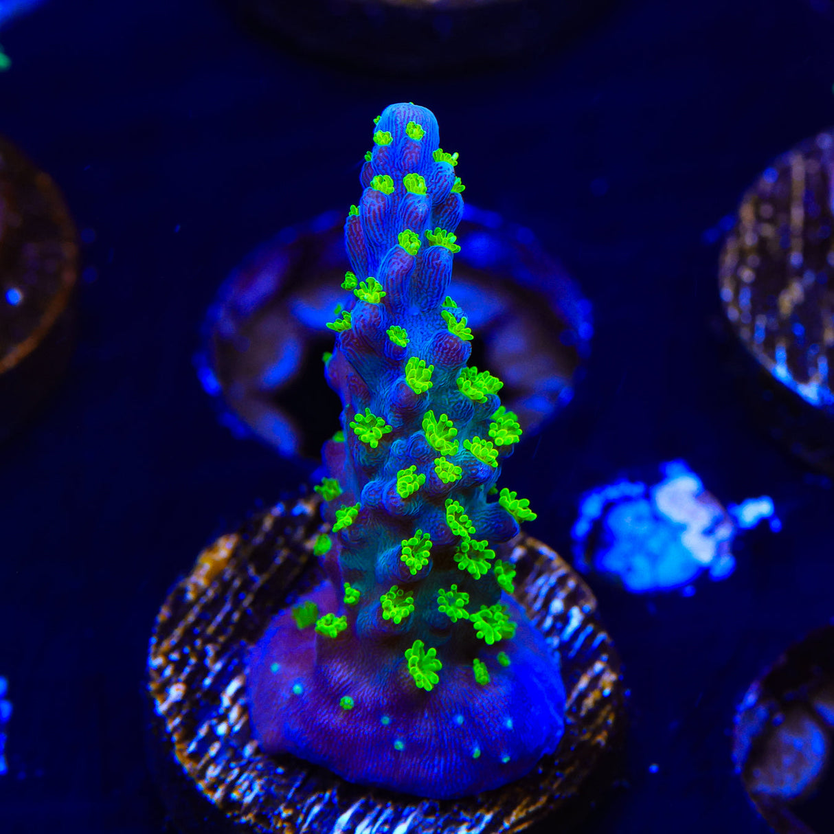 TSA Sour Patch Acropora Coral