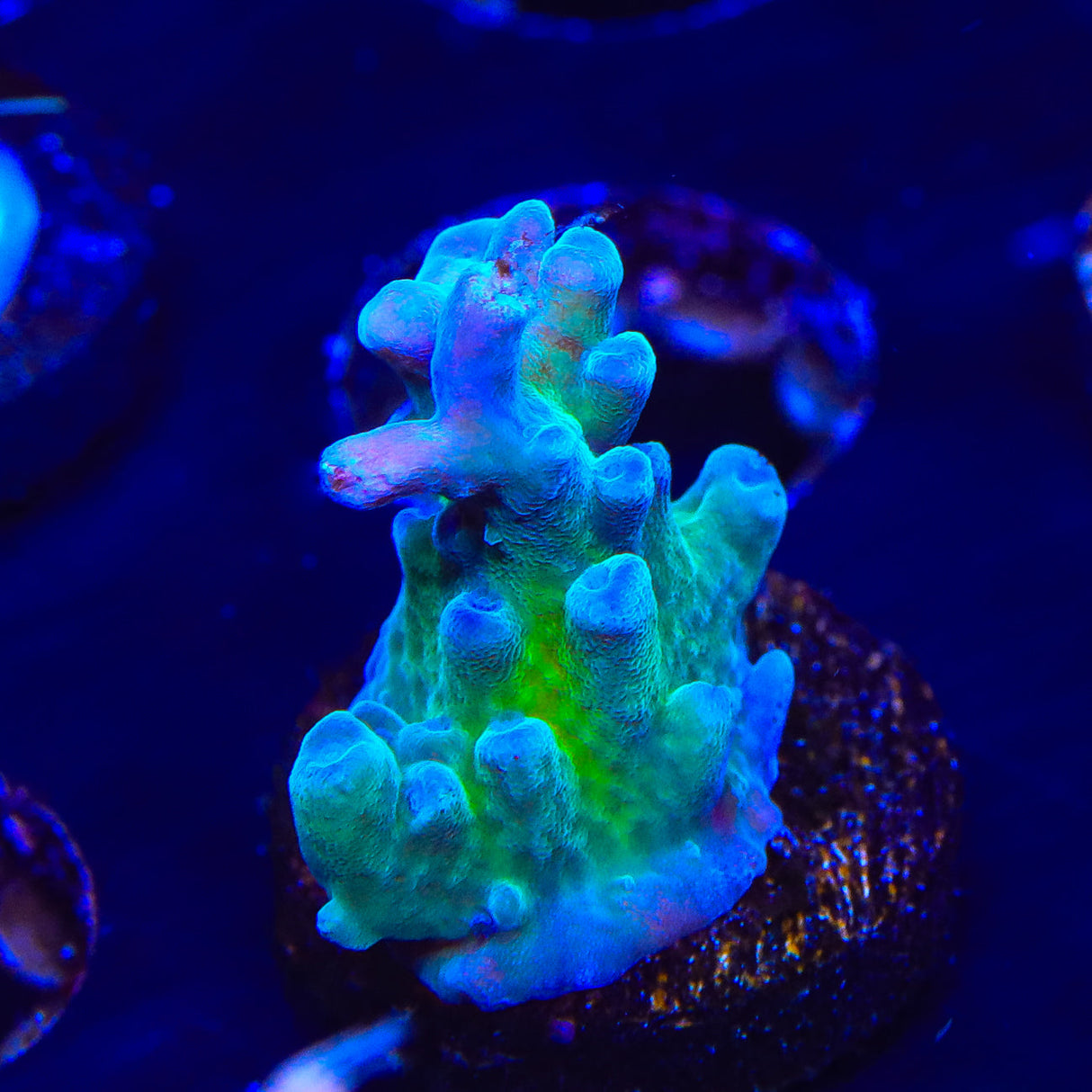 WWC Yellow Tip Acropora Coral