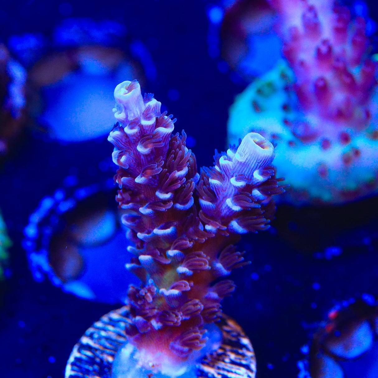 TSA Sin City Acropora Coral