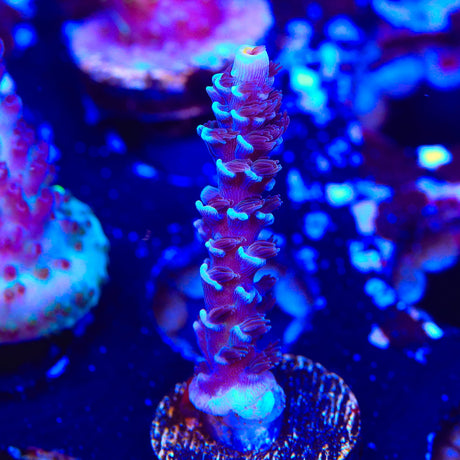 TSA Sin City Acropora Coral