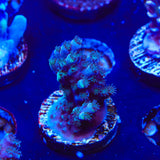 TSA Bali Blue Slimer Acropora Coral