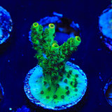 TSA Dan Aykroyd Acropora Coral