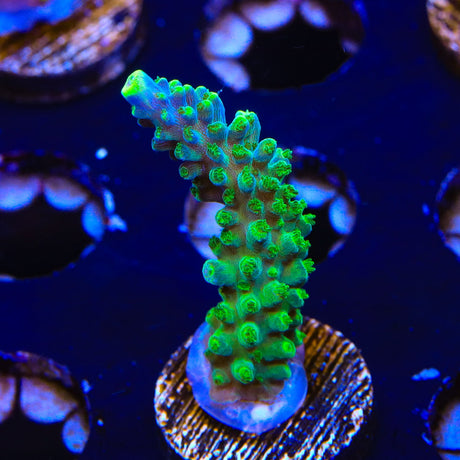 Paletta Tricolor Acropora Coral