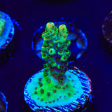 TSA Dan Aykroyd Acropora Coral - Top Shelf Aquatics