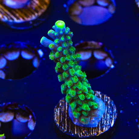 Paletta Tricolor Acropora Coral