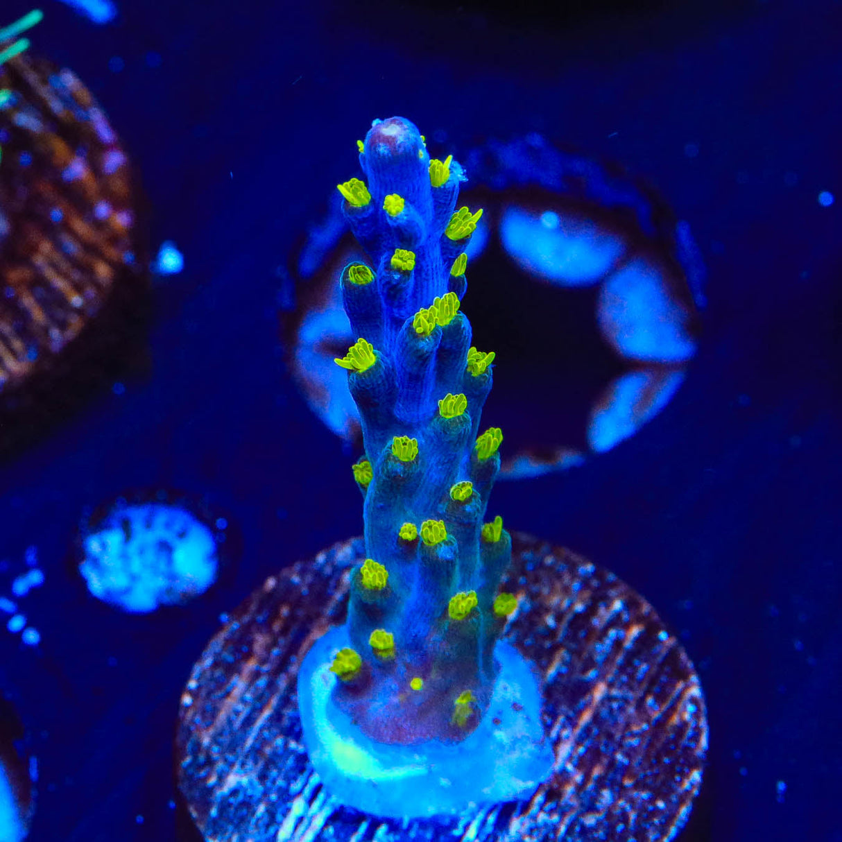 Garf Bonsai Acropora Coral