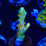 TSA Bill Murray Acropora Coral