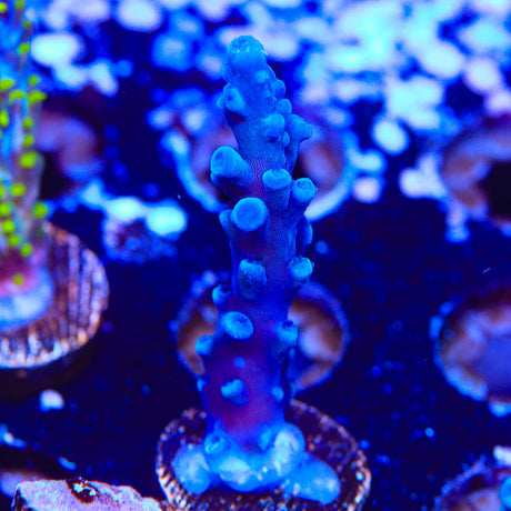 Oregon Blue Tort Acropora Coral