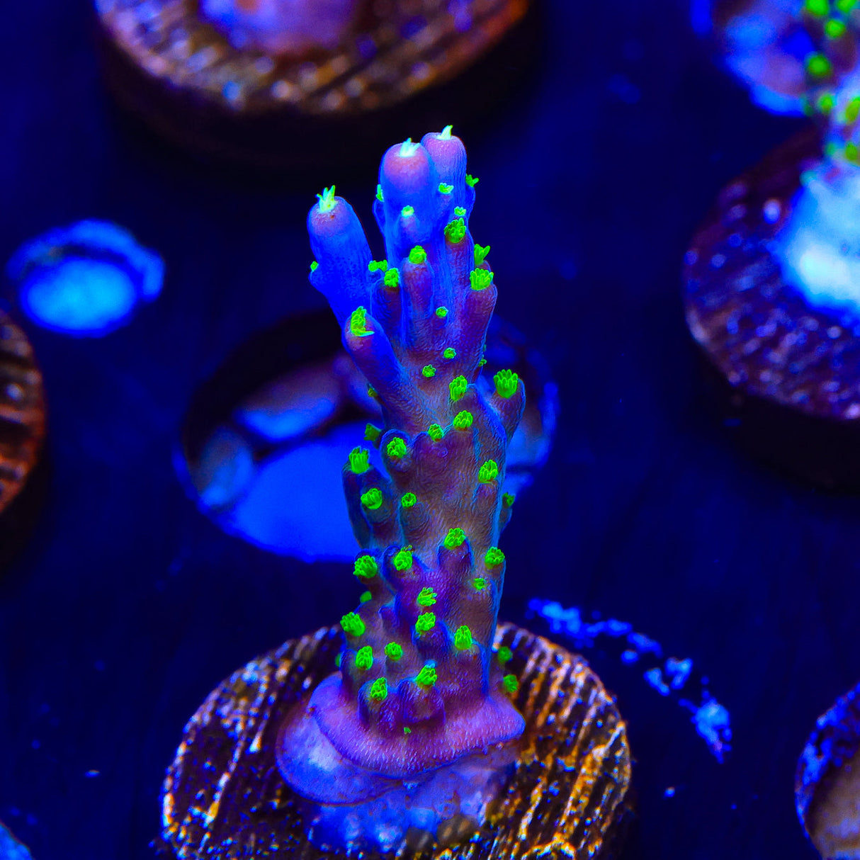 Garf Bonsai Acropora Coral – Top Shelf Aquatics