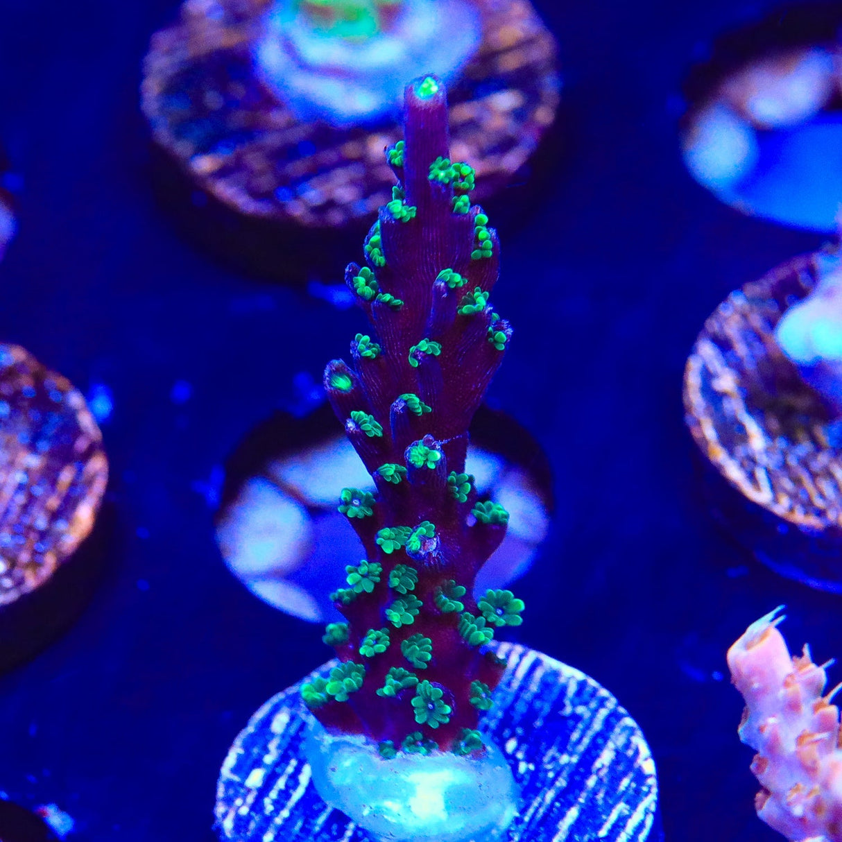 TSA Candlelight Acropora Coral