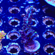 TSA Exquisita Acropora Coral