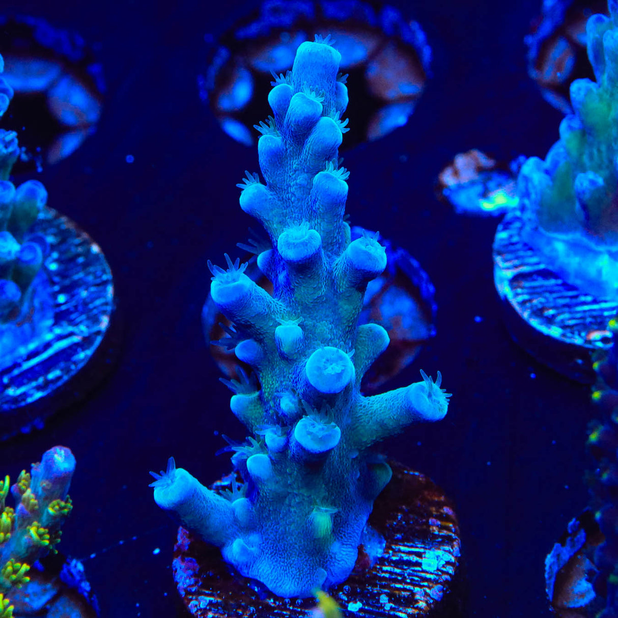 Oregon Blue Tort Acropora Coral