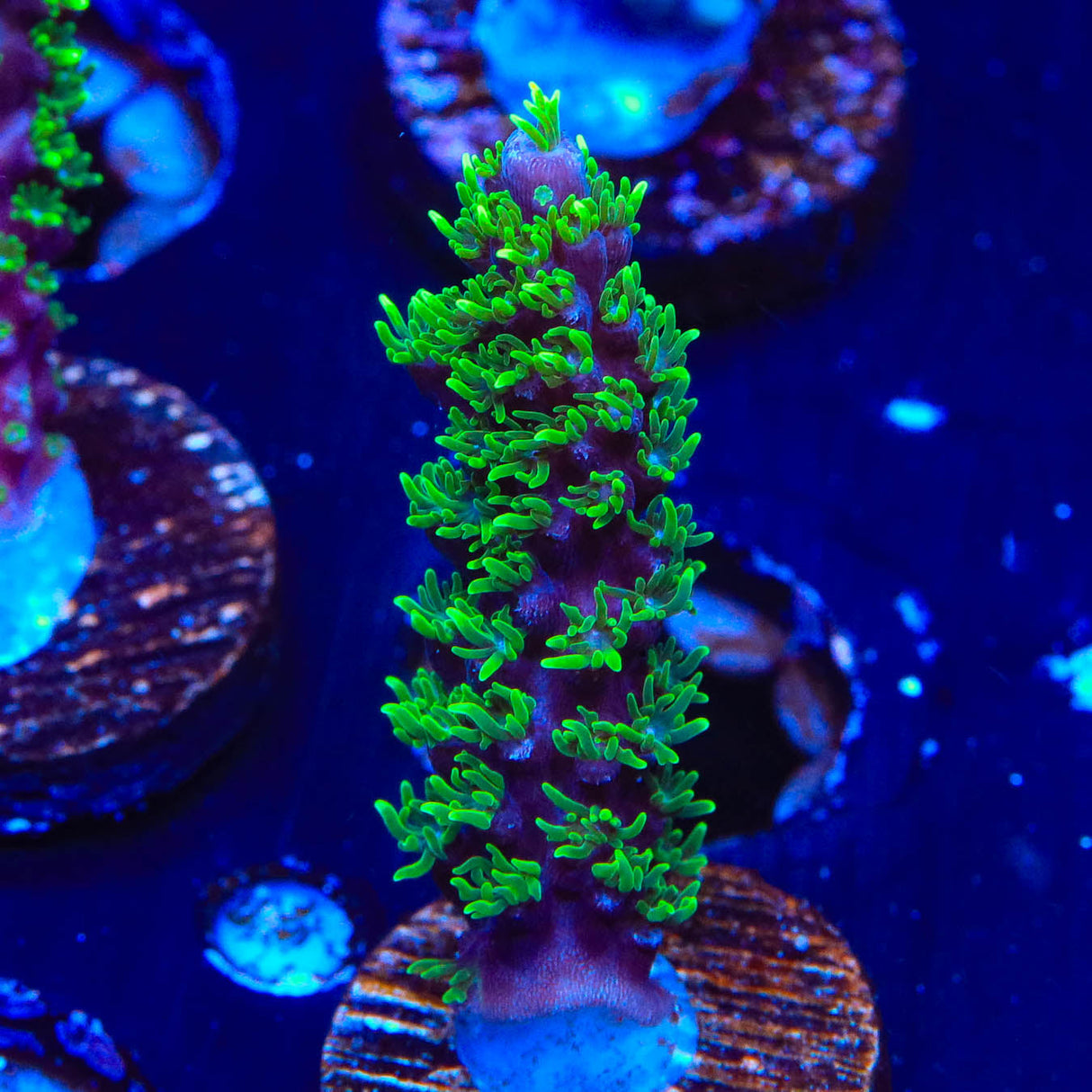 TSA Candlelight Acropora Coral