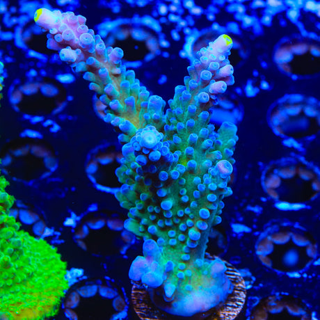 WWC Yellow Tip Acropora Coral