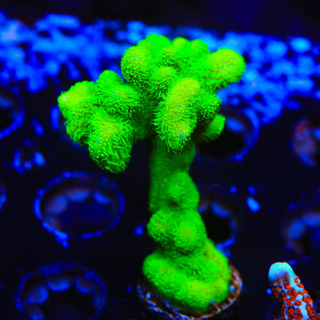 Kelly Green Psammocora Coral