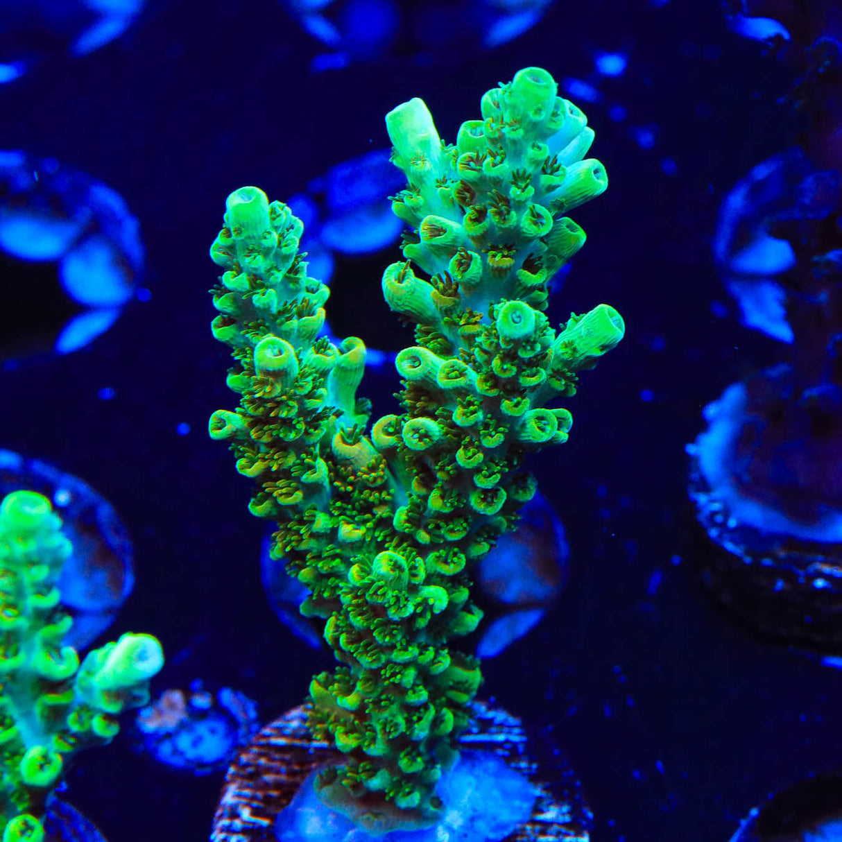 TSA Dan Aykroyd Acropora Coral - Top Shelf Aquatics
