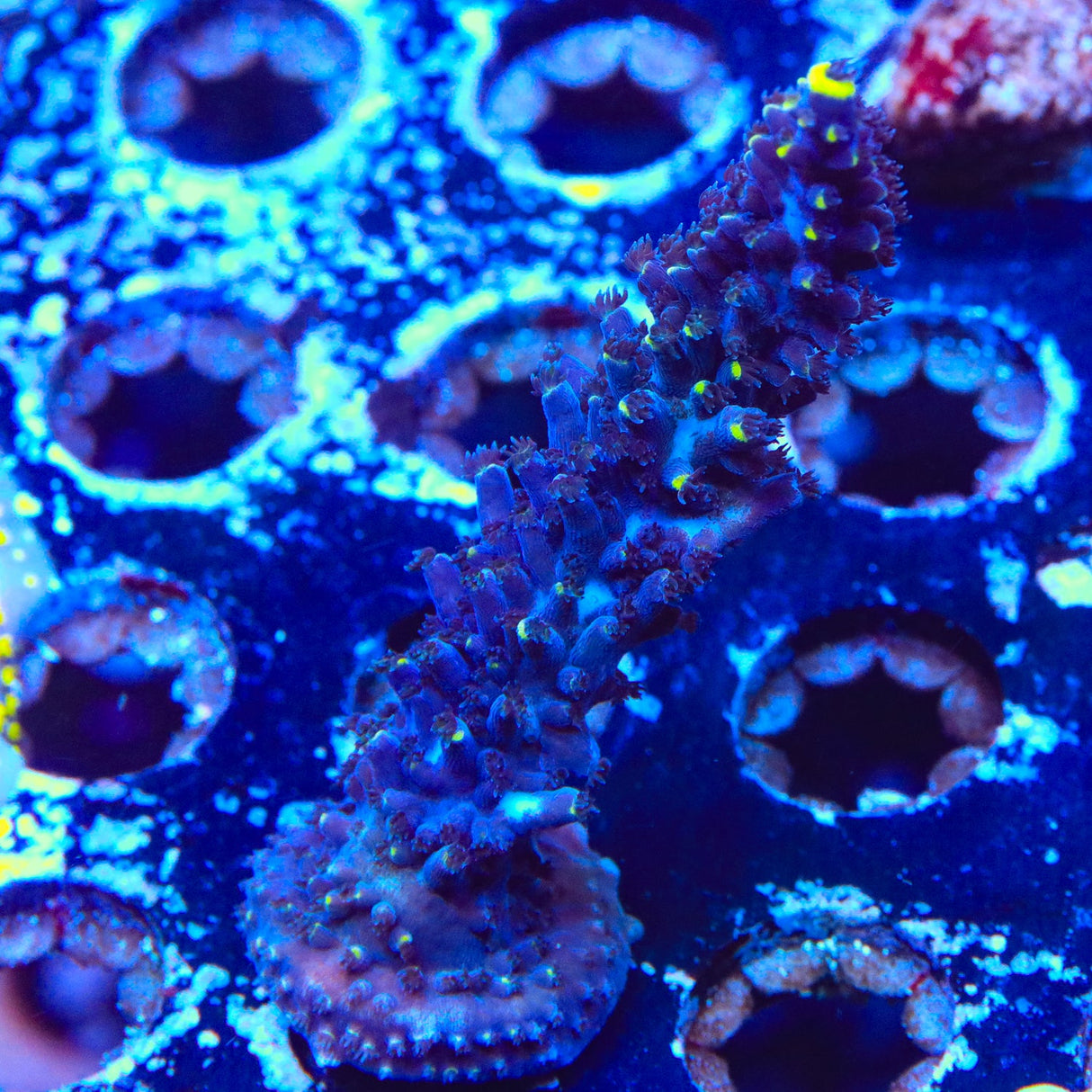 TSA Exquisita Acropora Coral