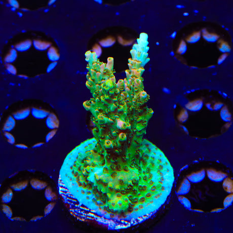 TSA Bill Murray Acropora XL Frag Coral