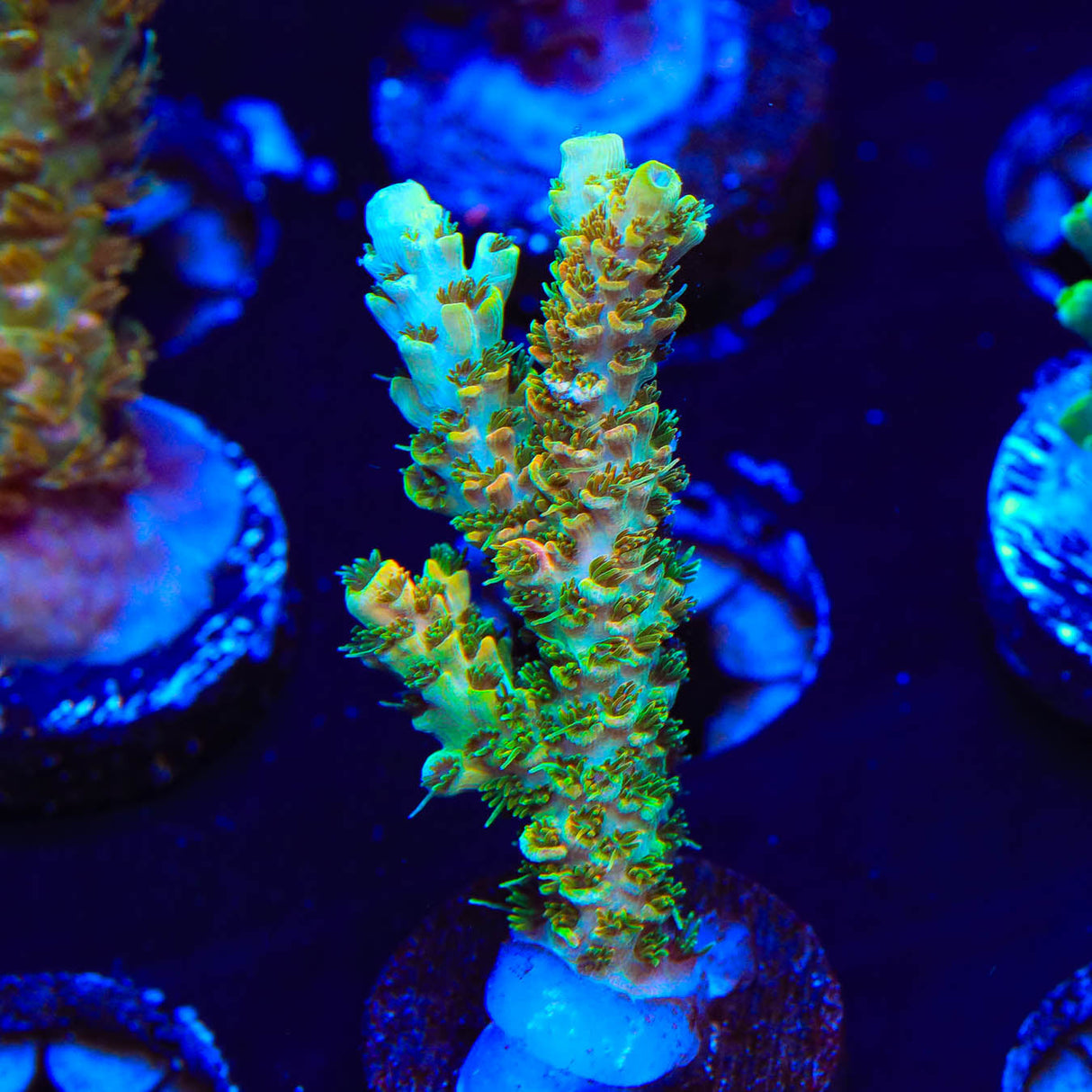 TSA Bill Murray Acropora Coral - Top Shelf Aquatics