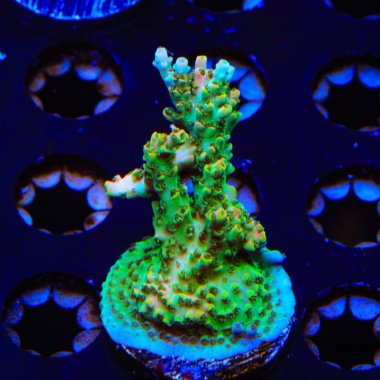 TSA Bill Murray Acropora XL Frag Coral